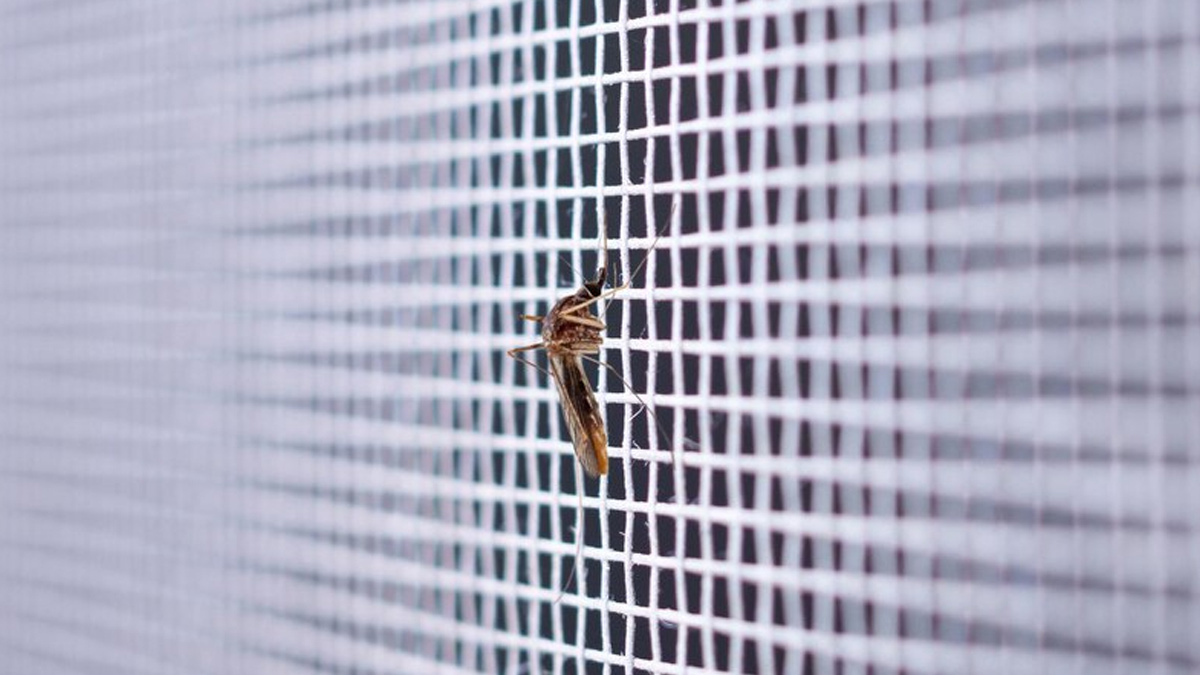 Expert Shares How Bed Nets Can Save Your Toddler from Malaria