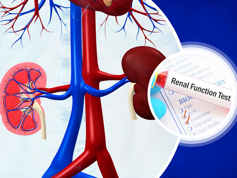 Gut Health, Kidney Health: Expert Shares The Link Between Your Microbiome And Renal Function