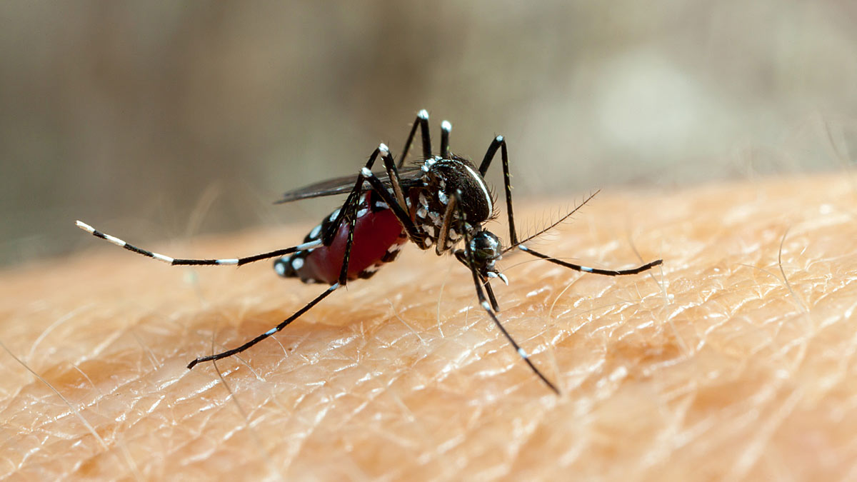 10 Early Signs of Malaria You Should Never Ignore