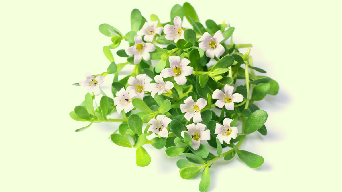 Best Ways To Use Brahmi For Instant Hair Growth And Volume