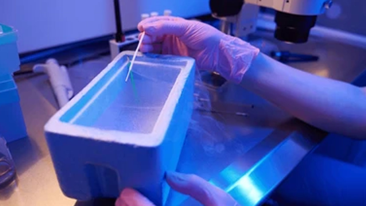 Summer Fertility Boost: What Makes This Season Ideal For Egg Freezing