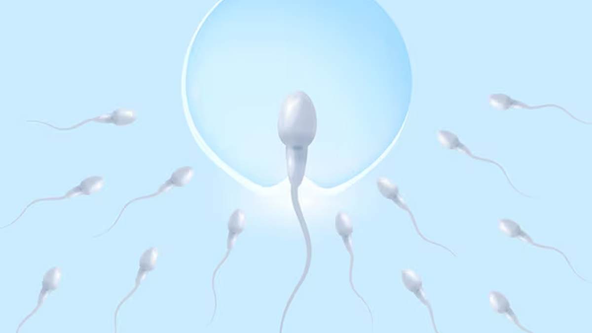 Summer Fertility: Expert Explains How Heat Affects Sperm Health And Tips To Stay Cool