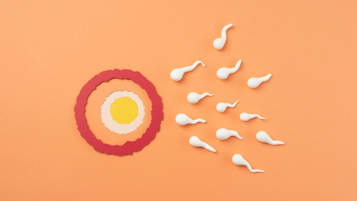 The Biology Of Sperm Quality In IVF: Why Male Infertility Need No Longer Be A Blockage