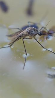5 Tips To Protect Yourself From Mosquito Bites I World Mosquito Day I OnlyMyHealth 