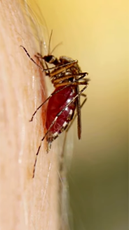Common Myths About Mosquitoes Debunked I World Mosquito Day I OnlyMyHealth 