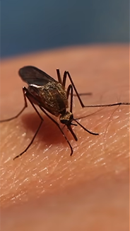 Quick Facts about Mosquitoes I World Mosquito Day I OnlyMyHealth