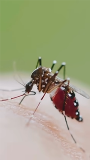 5 Tips to Mosquito-Proof Your Home I World Mosquito Day I OnlyMyHealth 